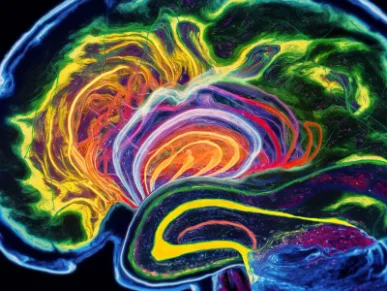 A brain scan image showing dopamine activity in the reward pathway