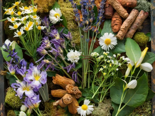 A beautifully arranged herbs known for their sleep-promoting properties