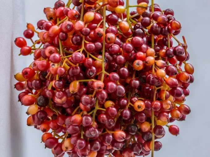 A captivating close-up photograph of Schisandra berries, showcasing their unique appearance