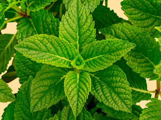 A close-up, high-definition photo showcasing the vibrant green leaves of lemon balm