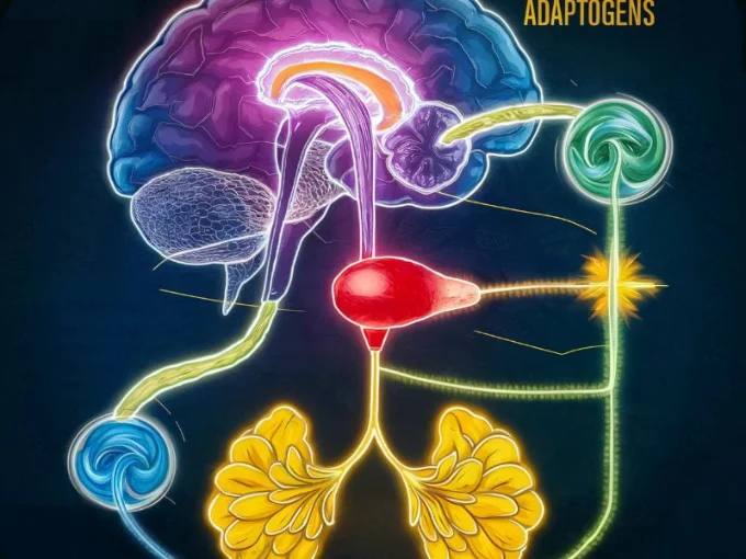 A detailed and colorful infographic depicting the Hypothalamic-Pituitary-Adrenal (HPA) axis