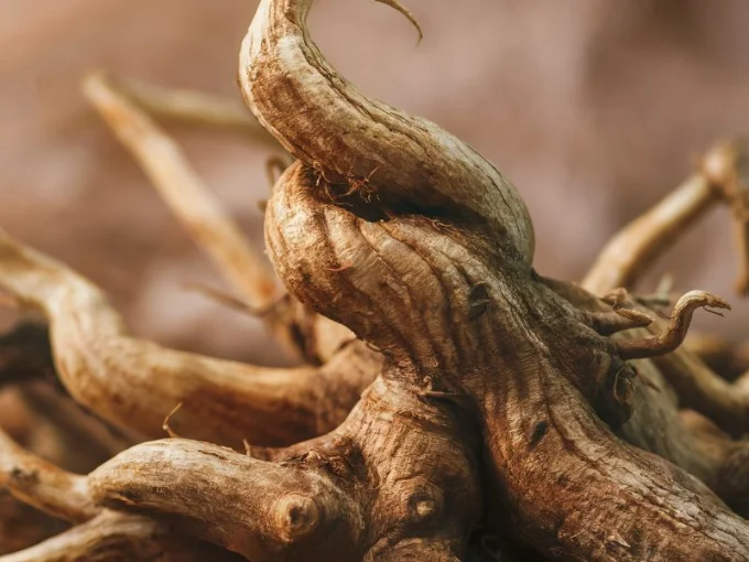 A stunning close-up photograph of an Ashwagandha root, with its twisted, gnarled appearance and earthy tones