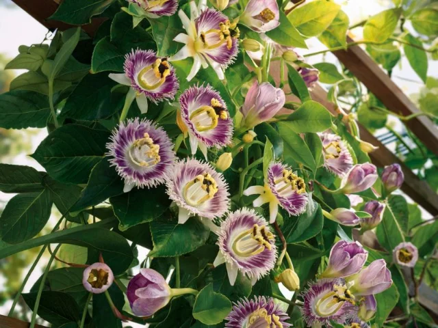 A stunning, high-resolution photo of a passionflower vine in full bloom