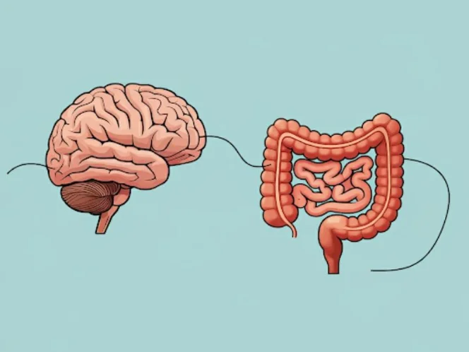 A stylized image depicting the gut-brain connection, with a line connecting the brain and the gut