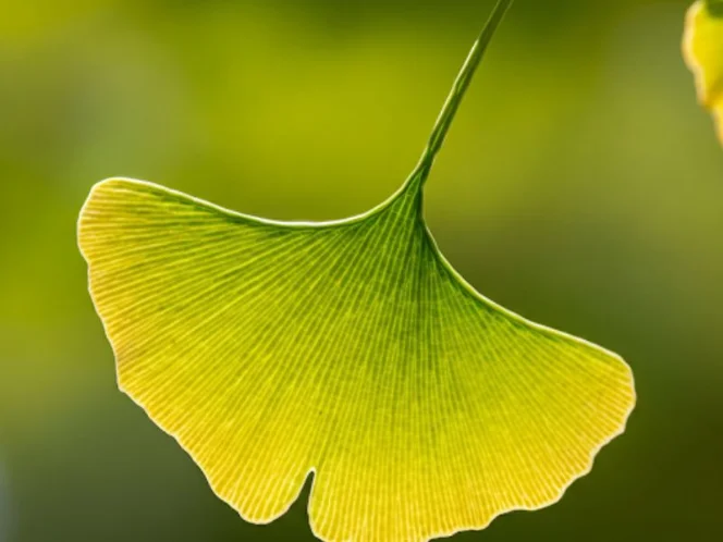 a close-up of Ginkgo Biloba leaves, highlighting their unique fan shape and intricate veins