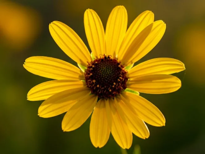 a vibrant image of a sunrise flower, symbolizing new beginnings and the potential for growth and vitality