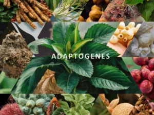 Read more about the article Adaptogens for Stress Relief and Energy Balance